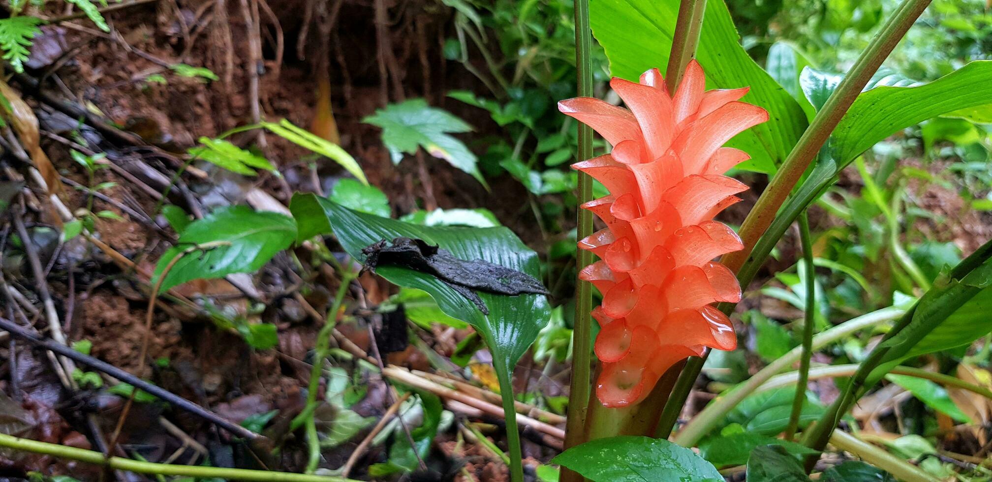 Closeup Red, pink or orange Krachiew flower with green bush background in deep tropical forest or jungle at Tak, Thailand. photo