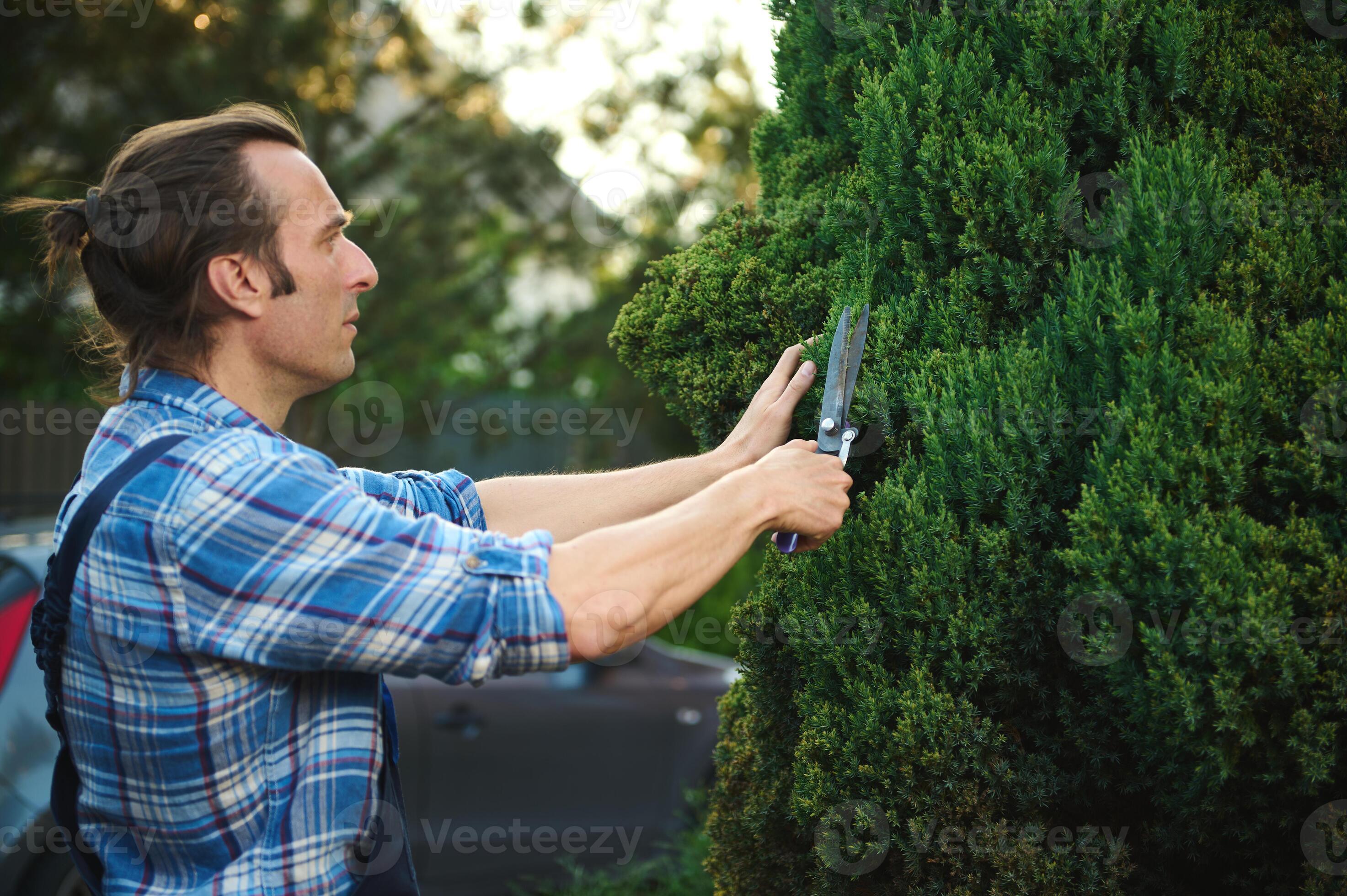 Competent gardener landscaper in gardening uniform, cutting bushes