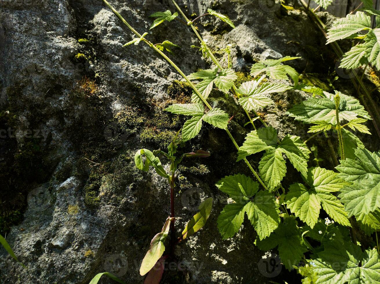 antecedentes de un rock con descuidado musgo vegetación foto