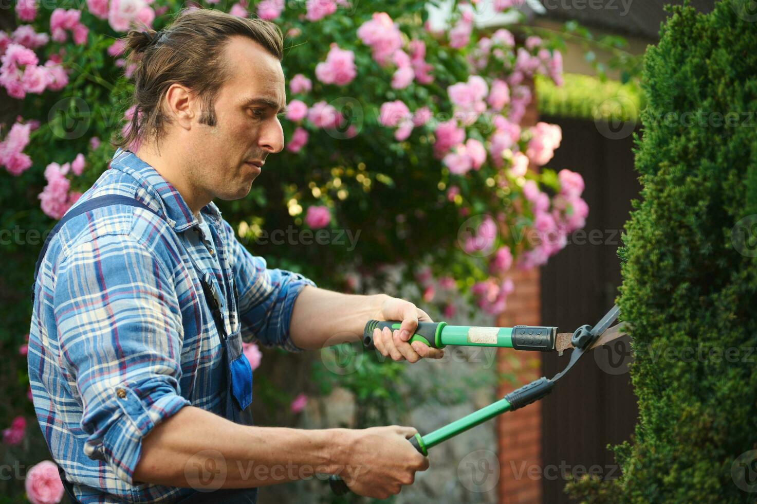 Side portrait of professional male gardener cutting plants, using pruning shears for trimming and tending hedges in yard photo