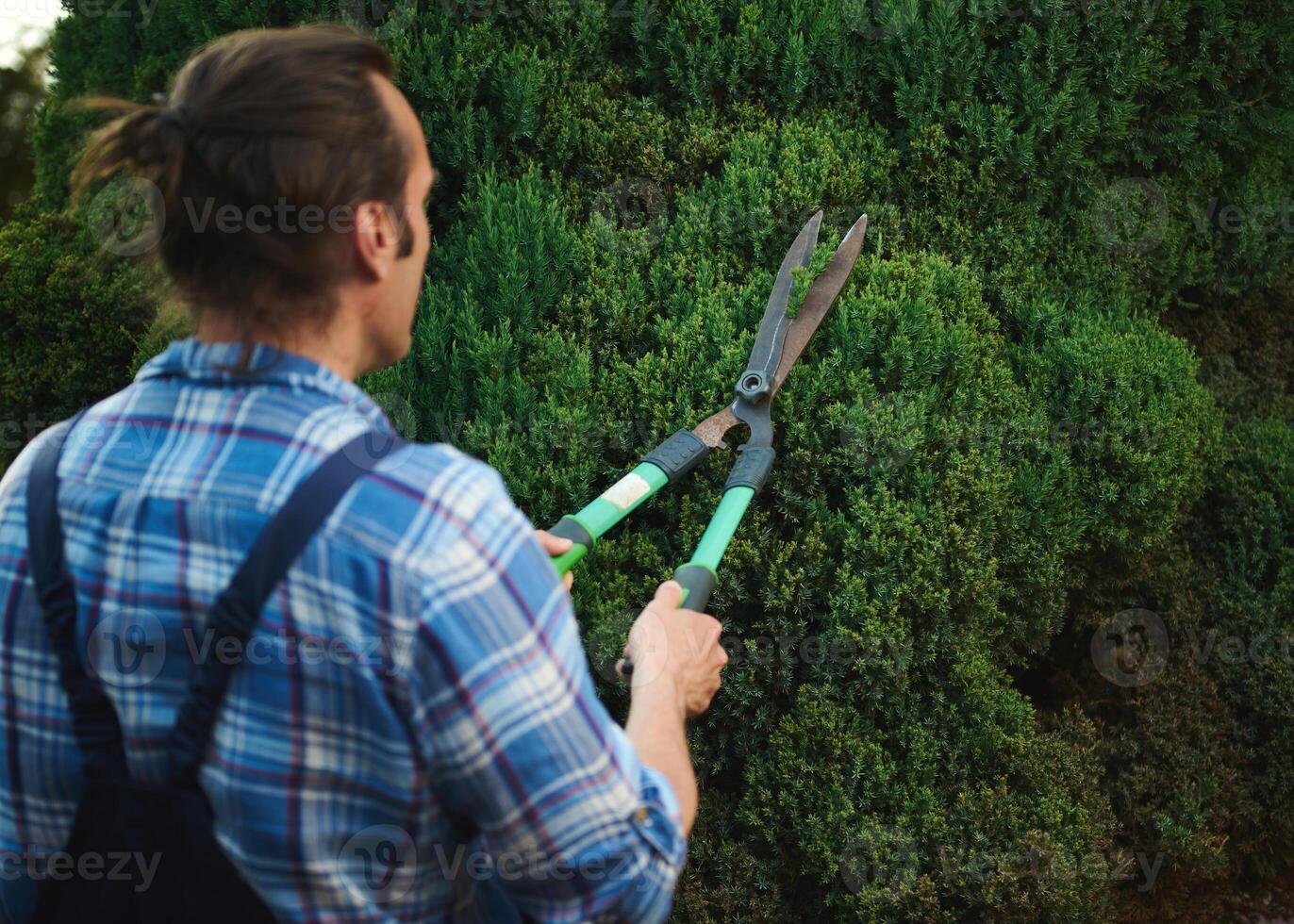 Rear view male gardener in blue gardening work uniform, trimming, pruning and shaping boxwood, buxus using hedge shears photo