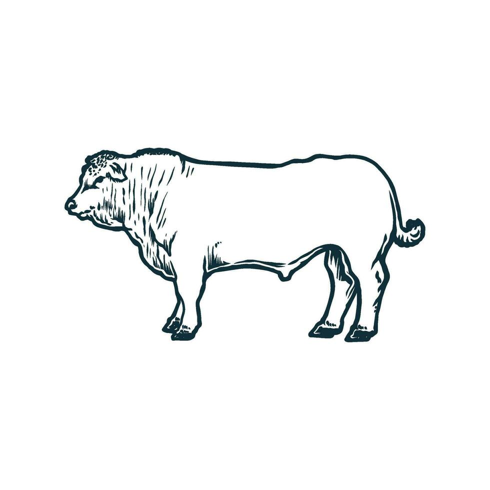 cow line art illustration vector