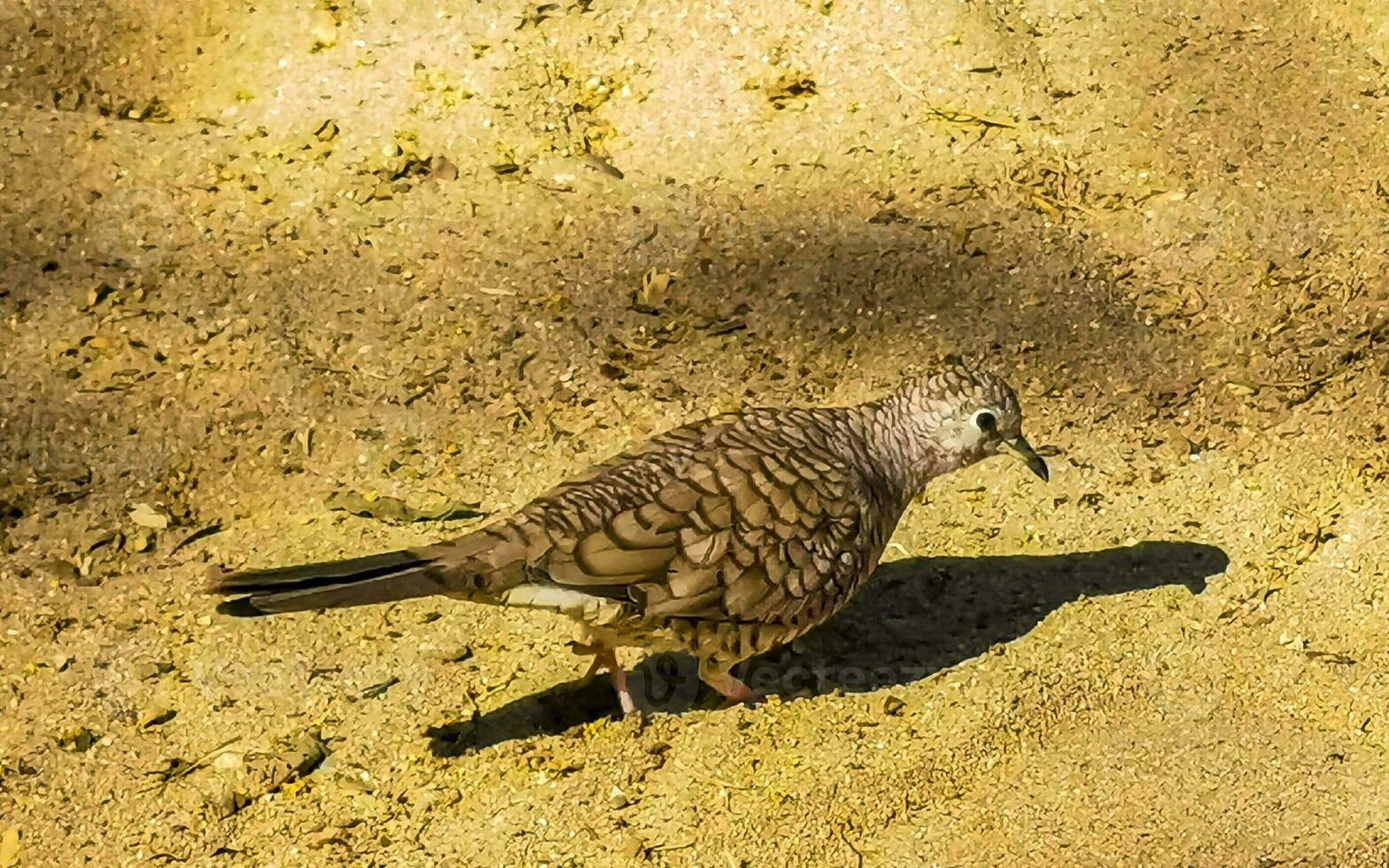 Ruddy ground doves dove birds peck for food in Mexico. photo