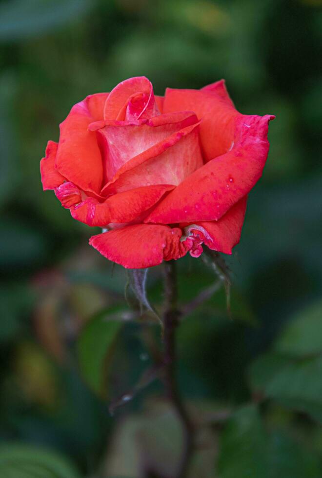 Red rose in the garden on a summer day. photo