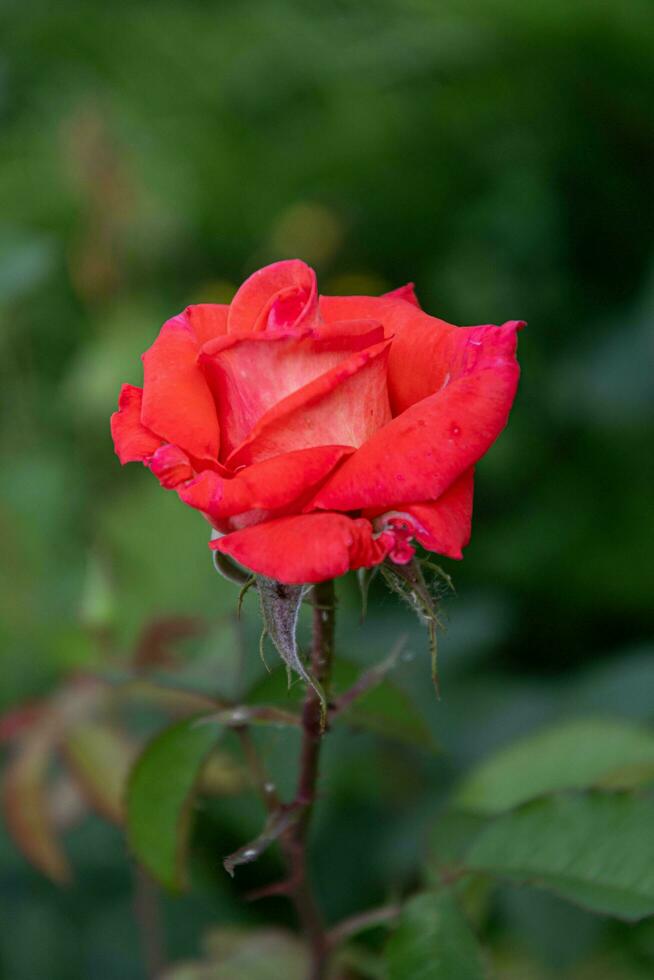Red rose in the garden on a summer day. photo