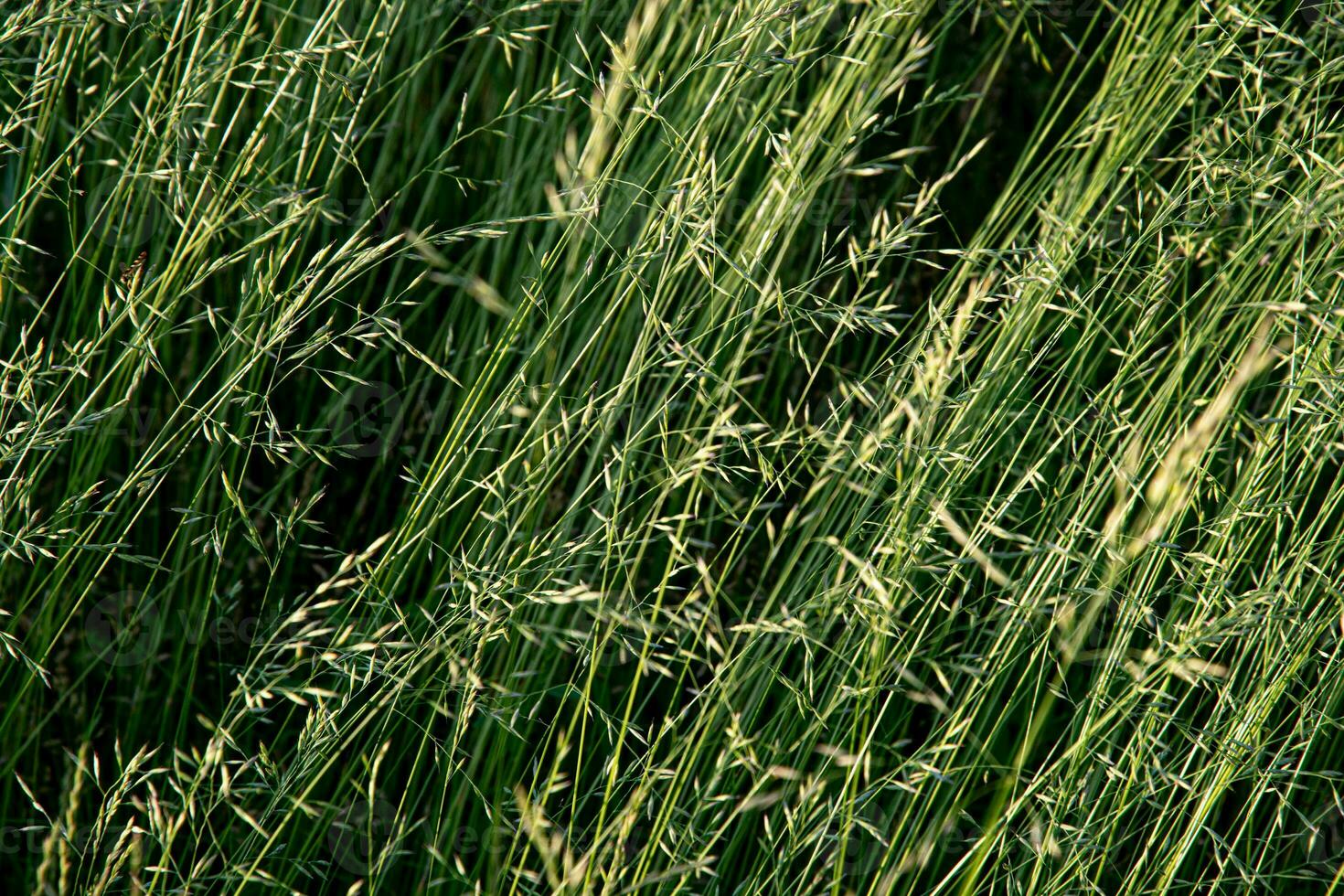 Green mature grass in the meadow on a summer day. Great background for design. photo