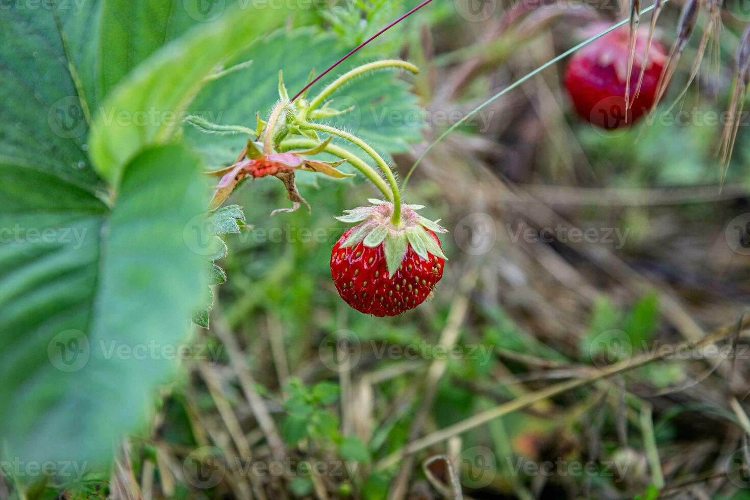 Picking ripe wild strawberries in the grass on a summer day. photo