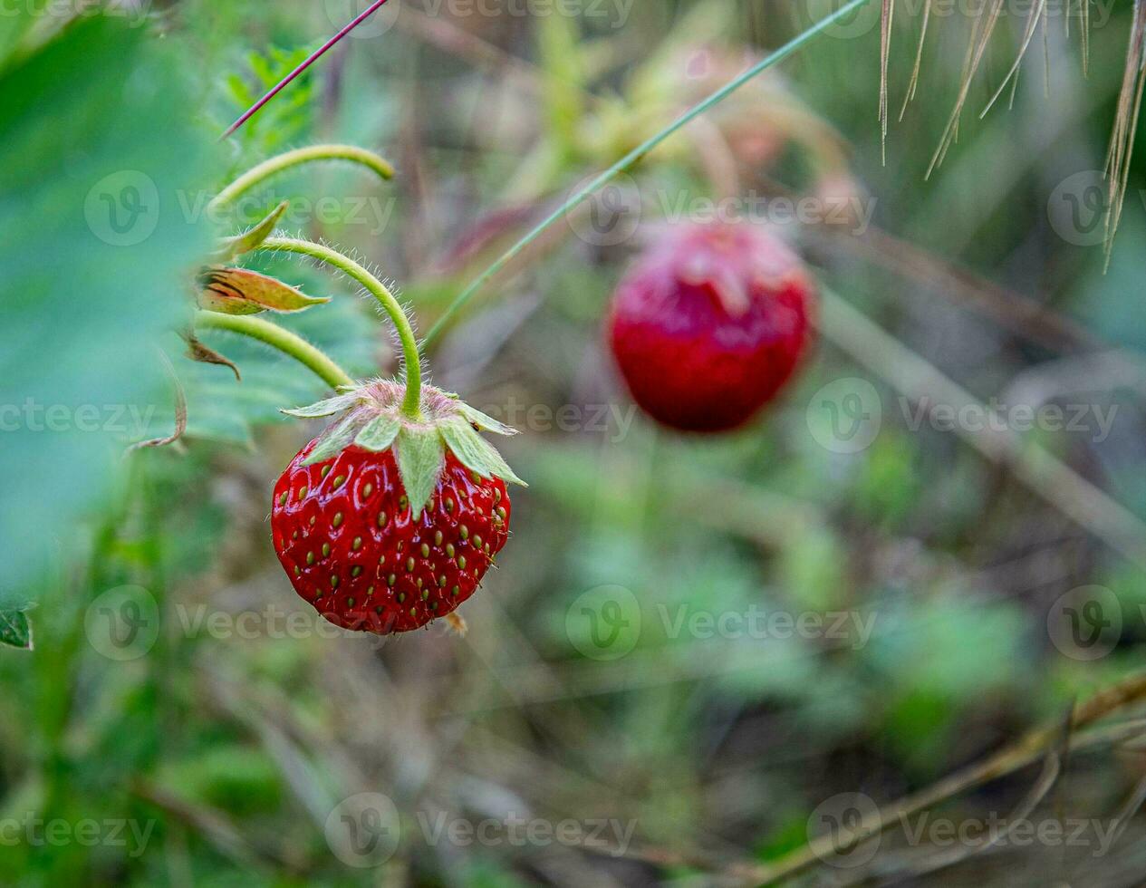 Picking ripe wild strawberries in the grass on a summer day. photo