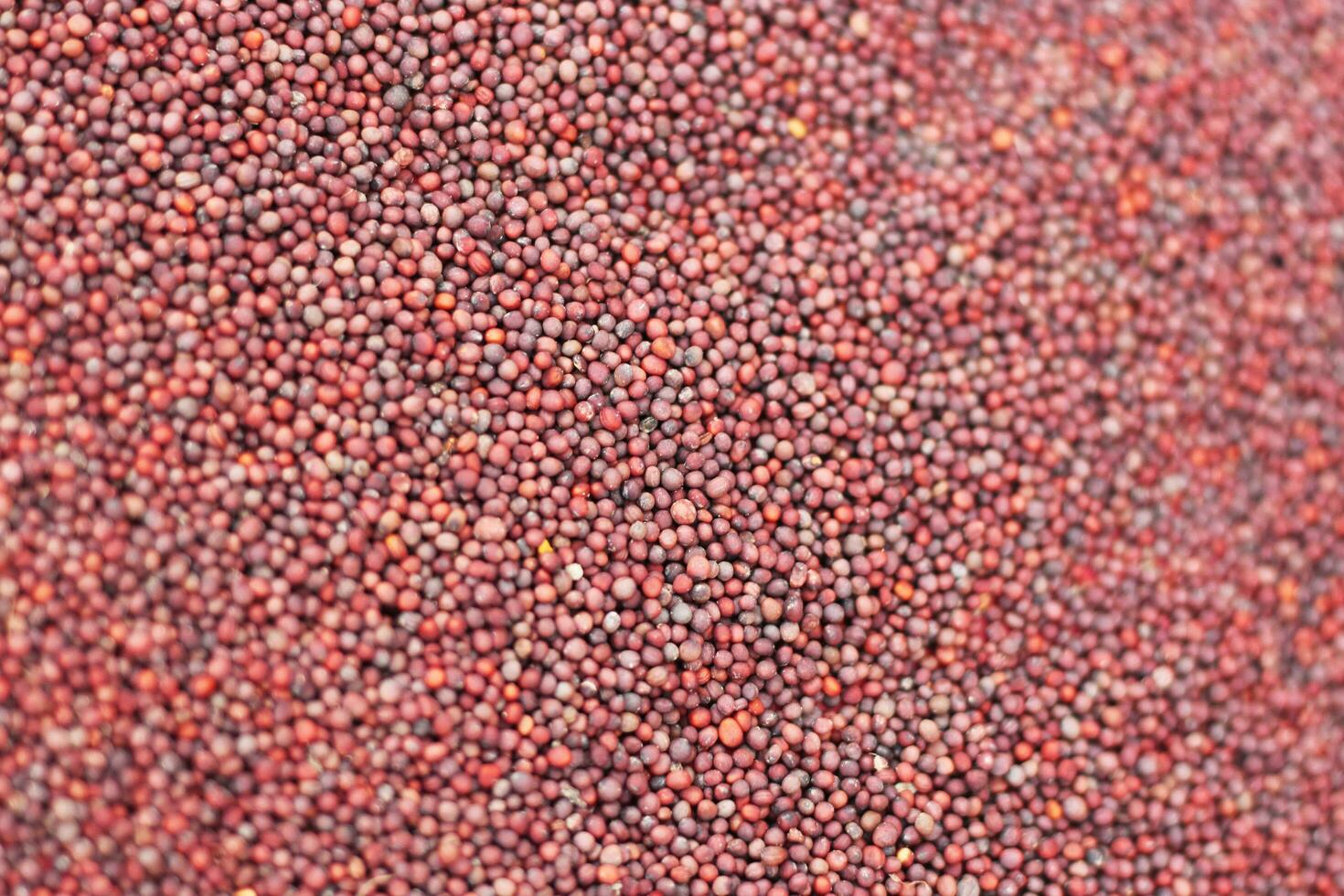 Dry Mustard Seeds top view background Close Up View photo