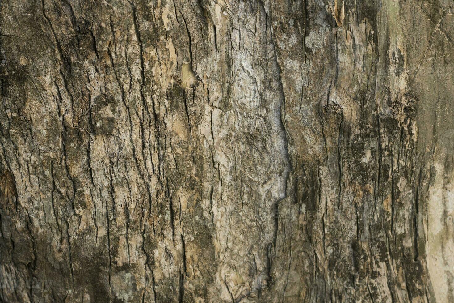 Realistic Tree bark background texture, Seamless texture from tree photo