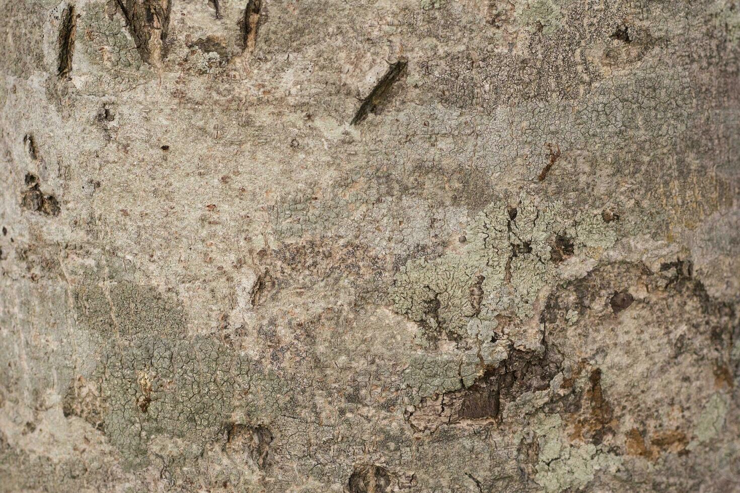 Realistic Tree bark background texture, Seamless texture from tree photo