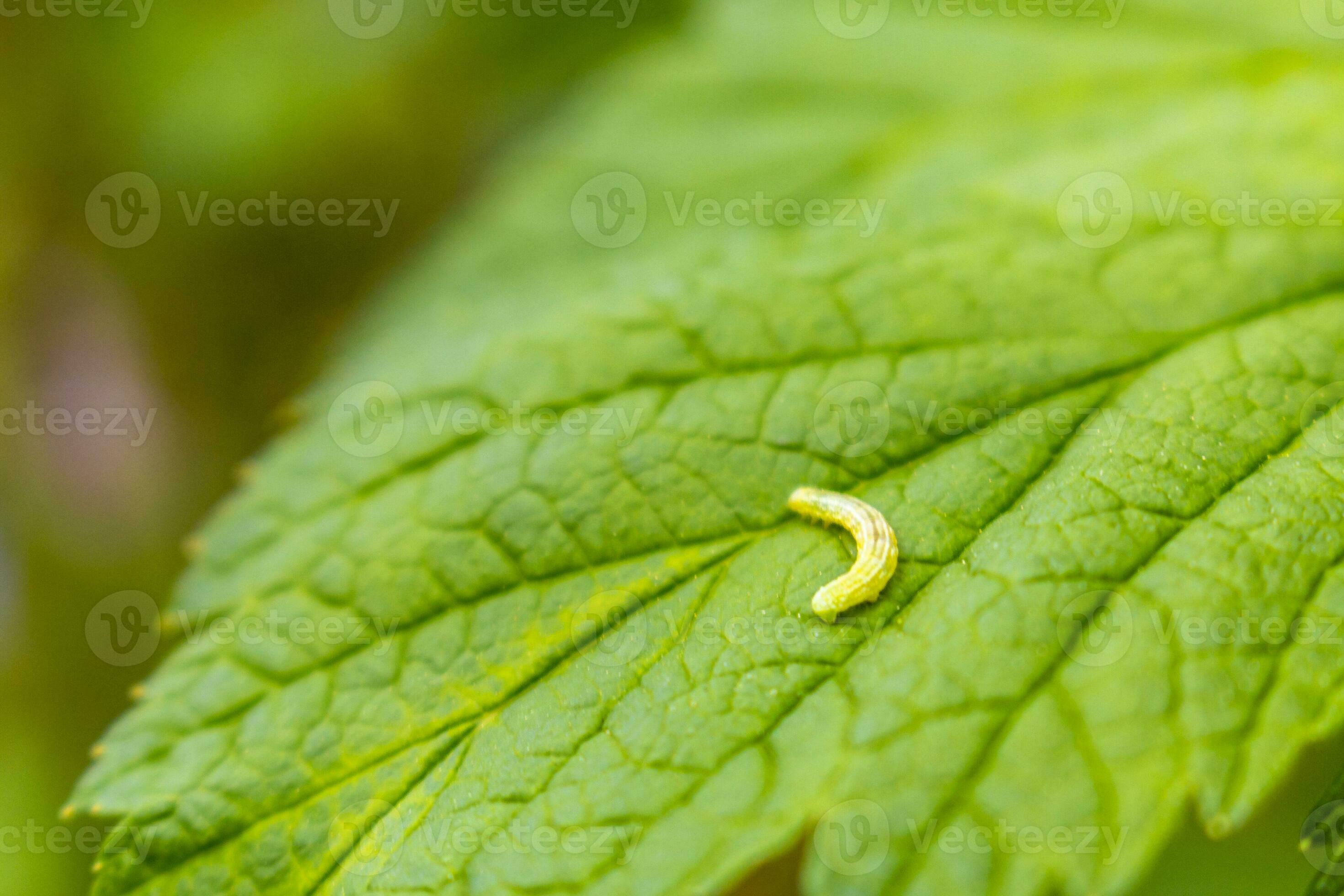 Small green yellow caterpillar eats green foliage leaf in Germany