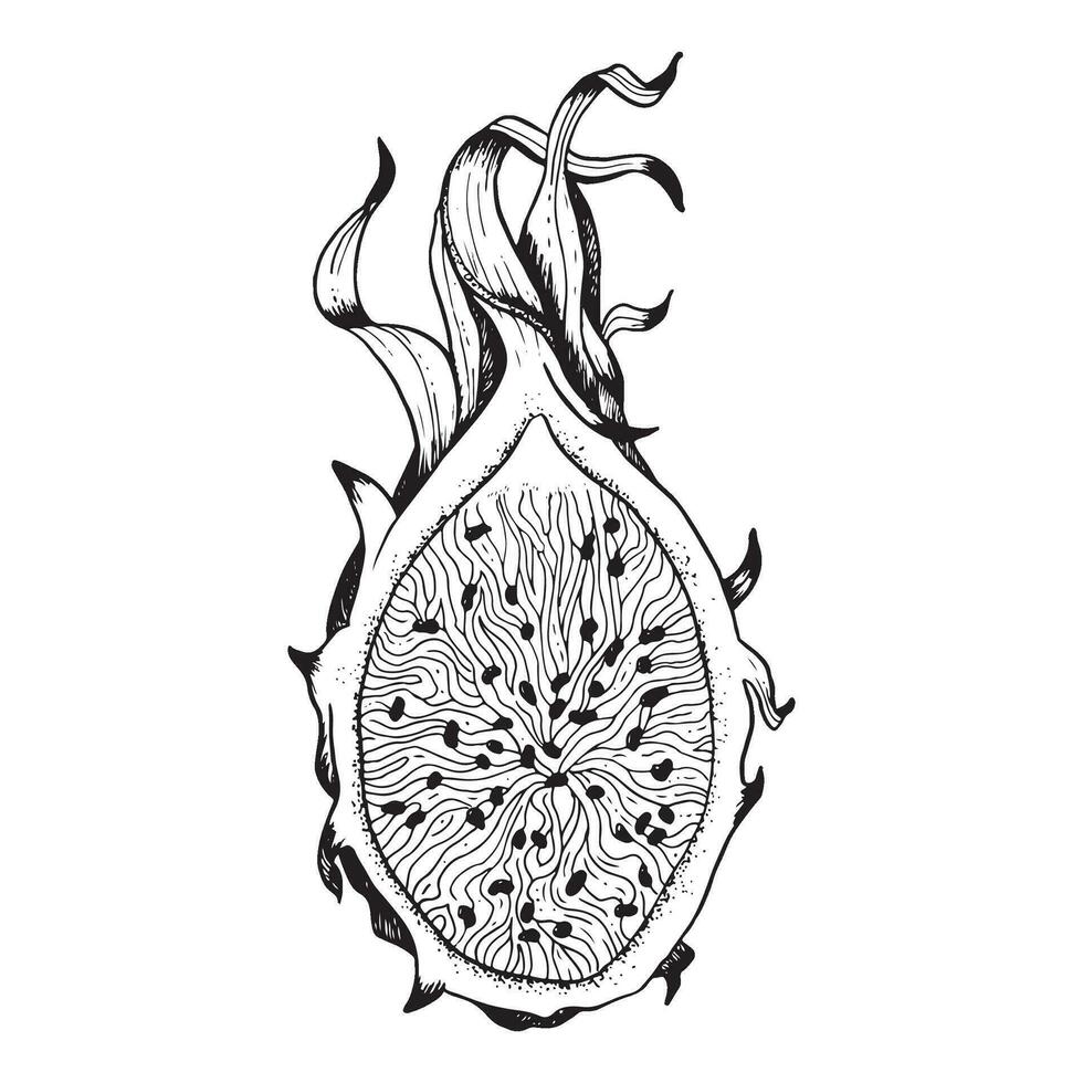 Vector dragon fruit half slice line black white realistic illustration. Exotic tropical pitaya plant for textile, fabric, print, digital design