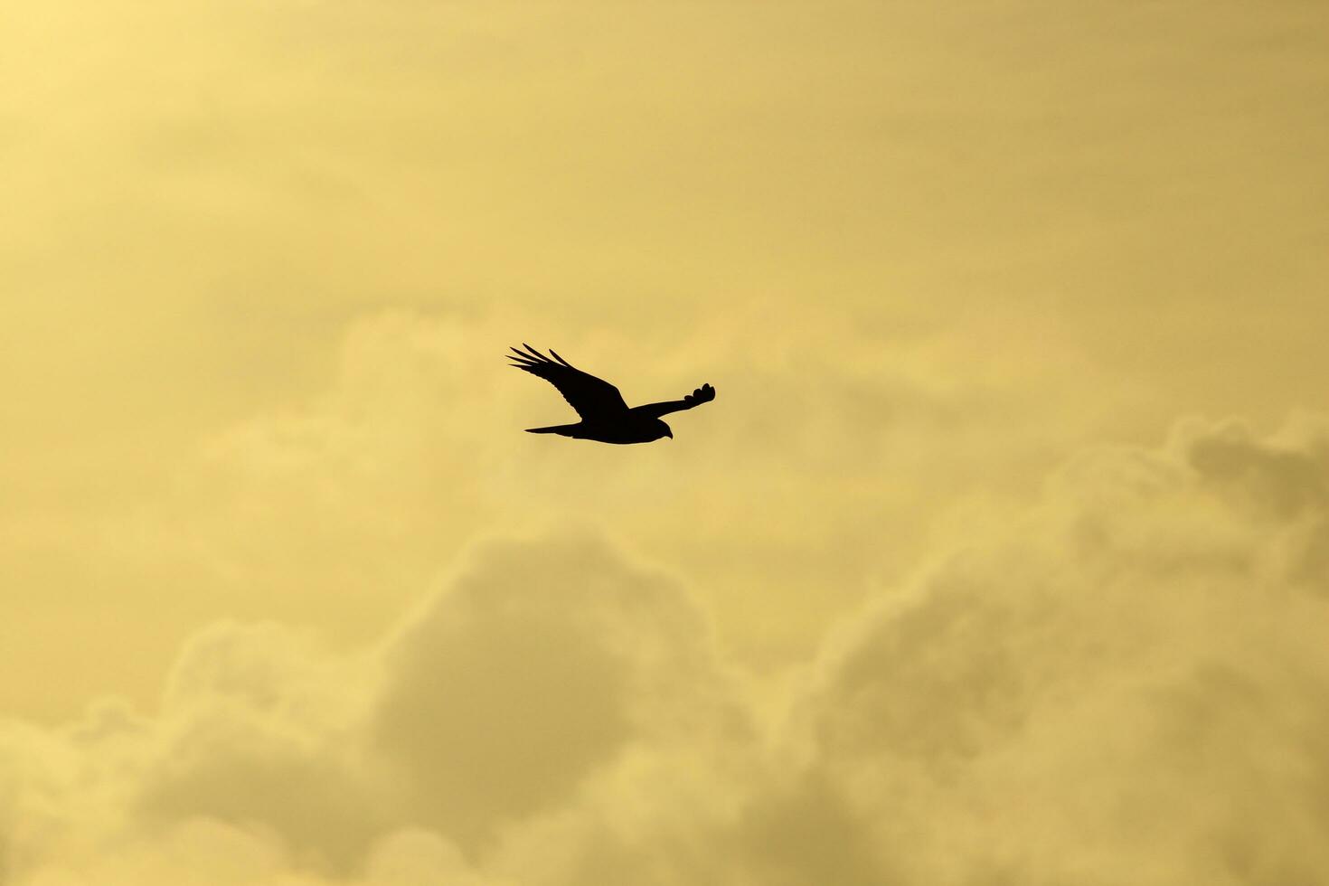 Australasian Harrier in New Zealand photo