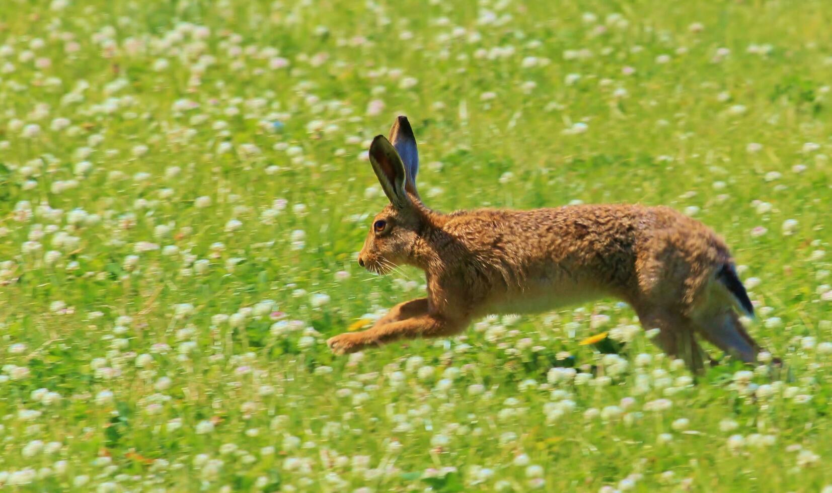 Large European Hare photo