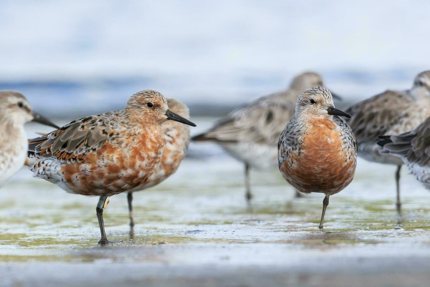 Lesser or Red Knot photo