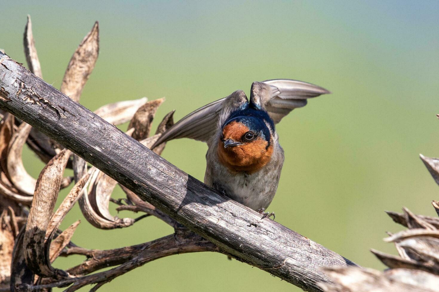 Welcome Swallow in Australasia photo