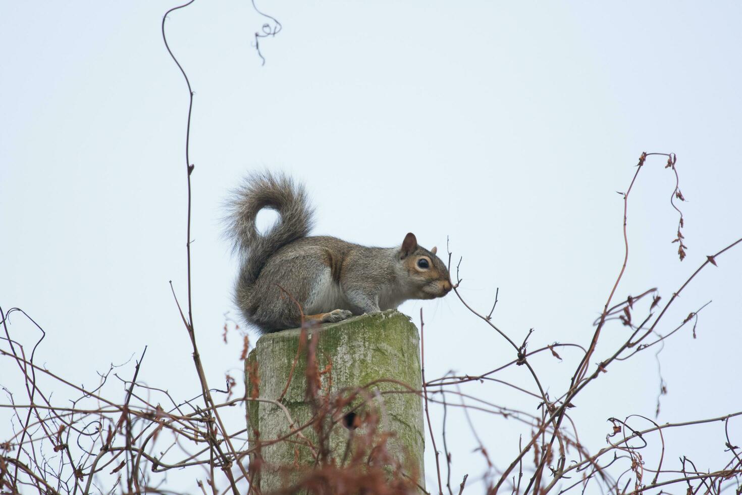 Cute Grey Squirrel photo