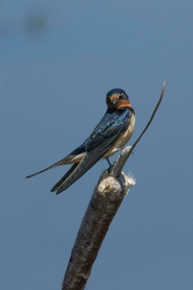 granero golondrina pájaro foto