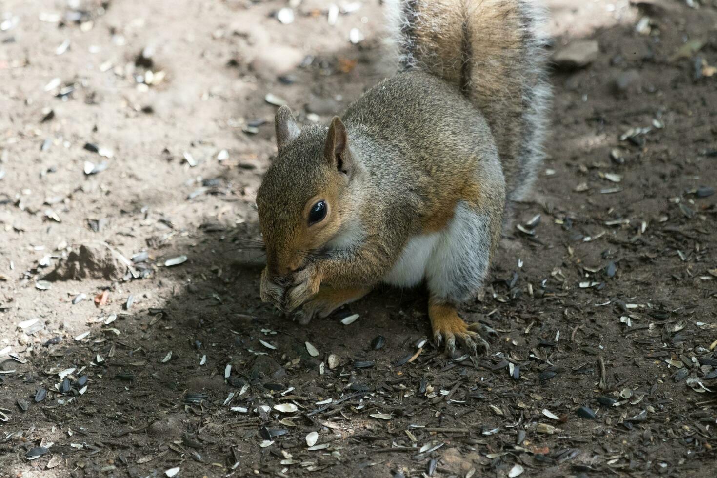 Cute Grey Squirrel photo