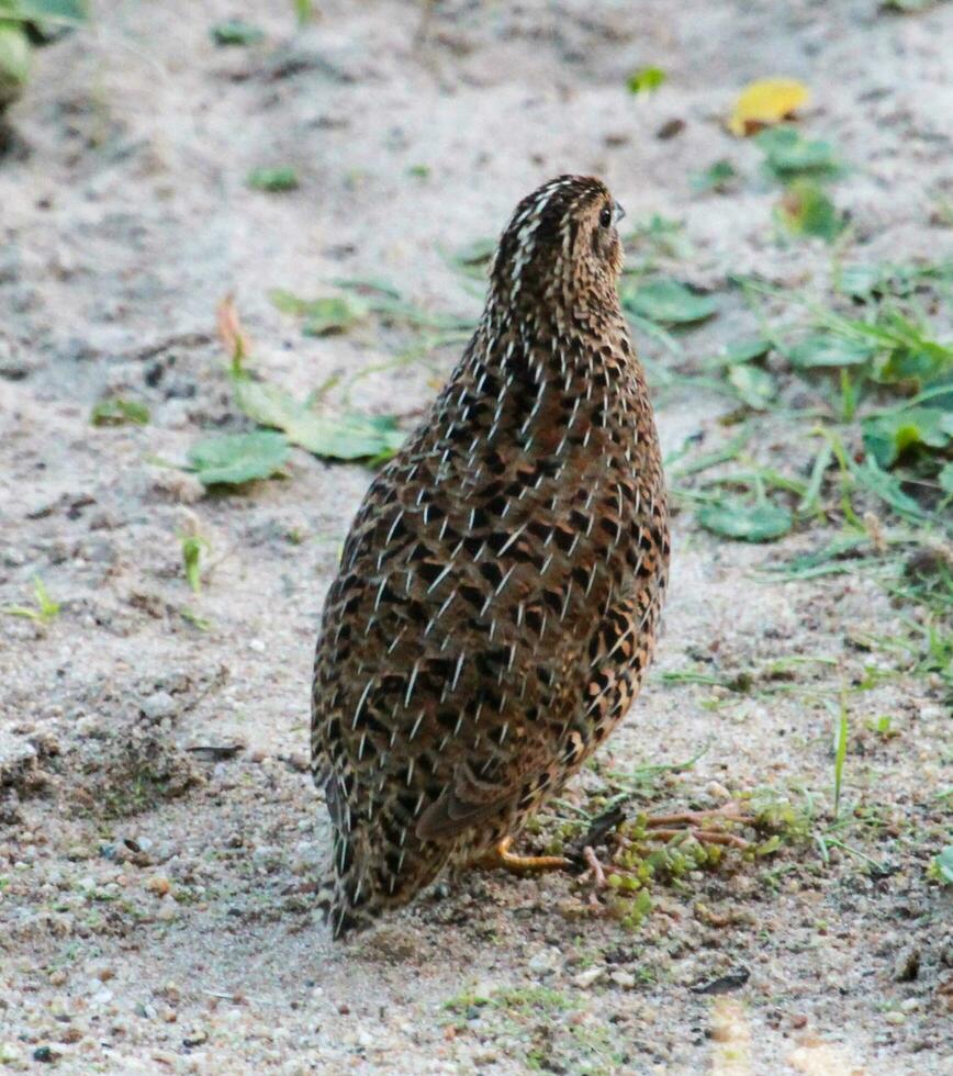 Brown Quail in Australia photo