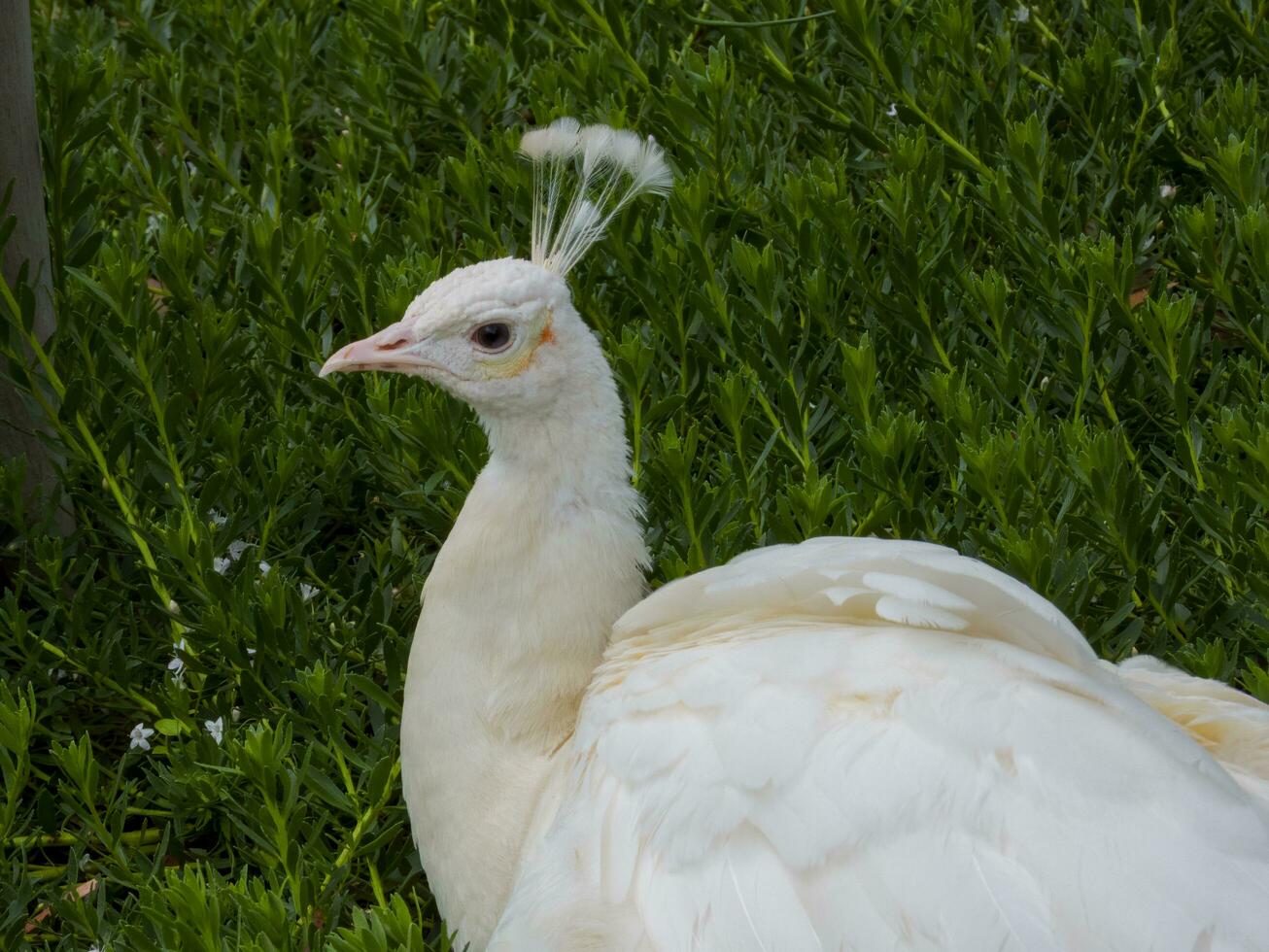 Indian Peafowl Birds photo