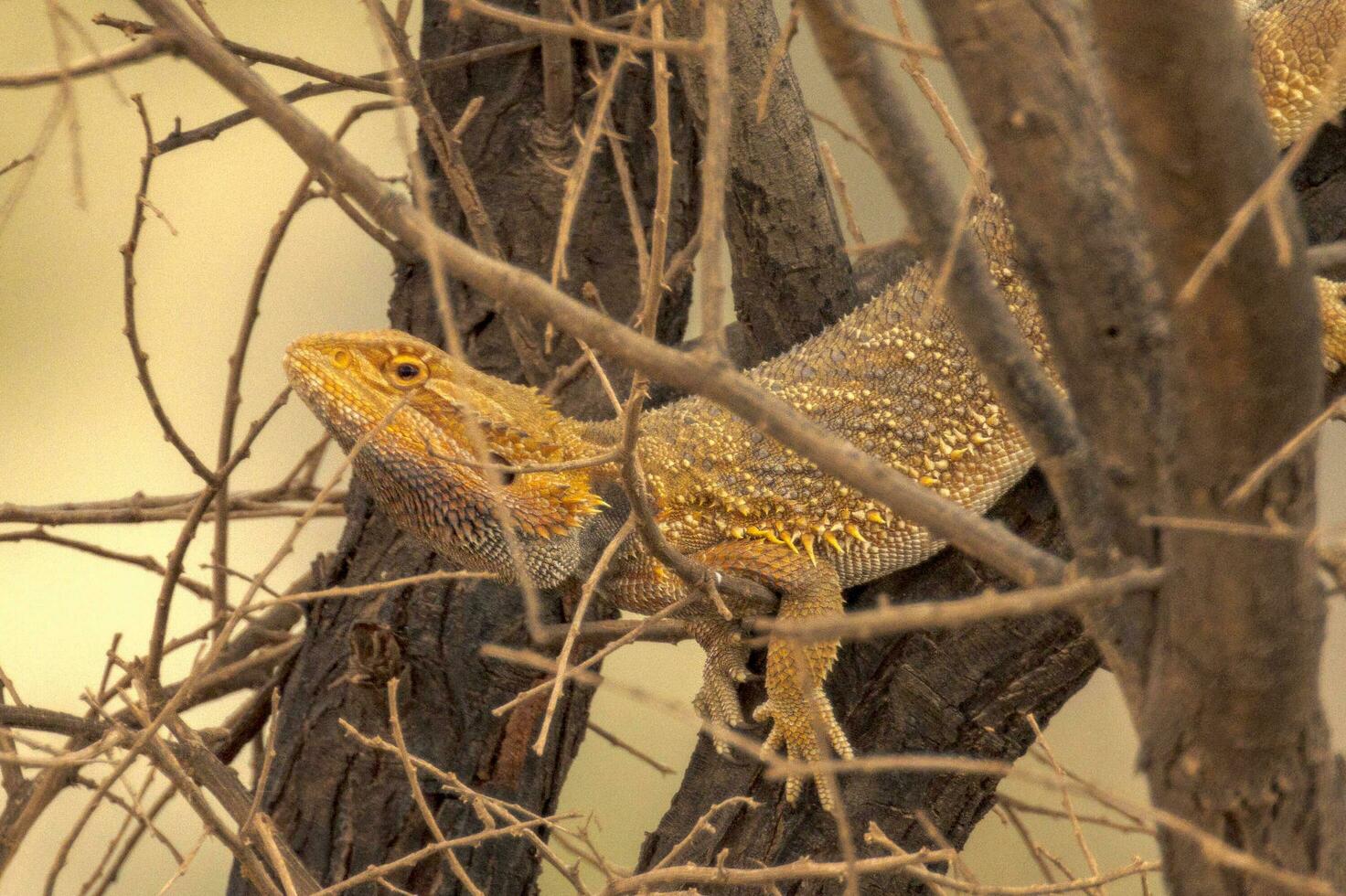 Central Bearded Dragon in Australia photo