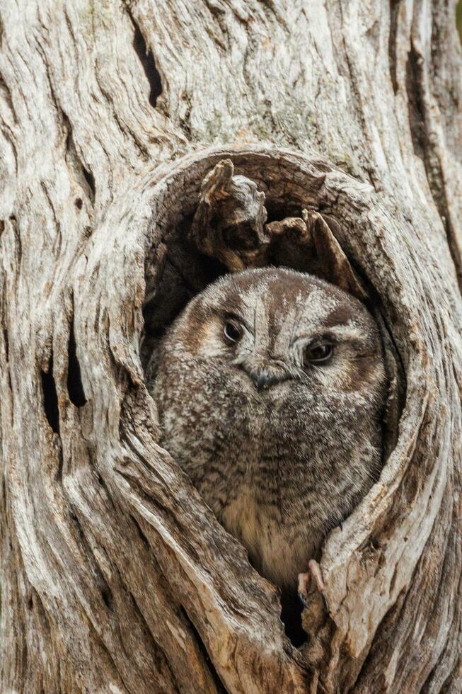 Owlet Nightjar in Australia photo