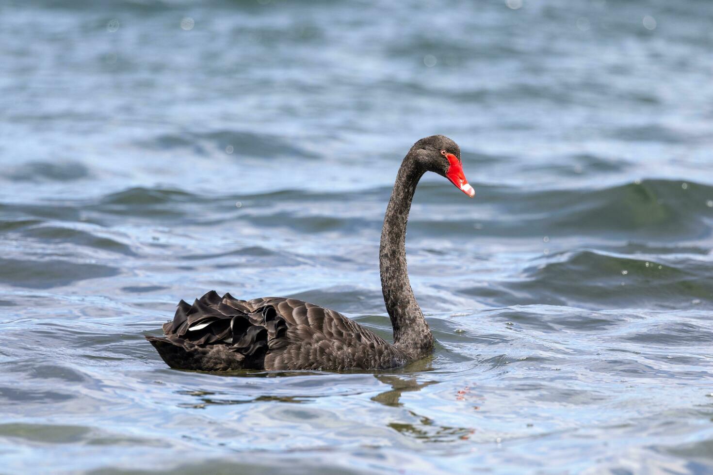 Black Swan in Australasia photo