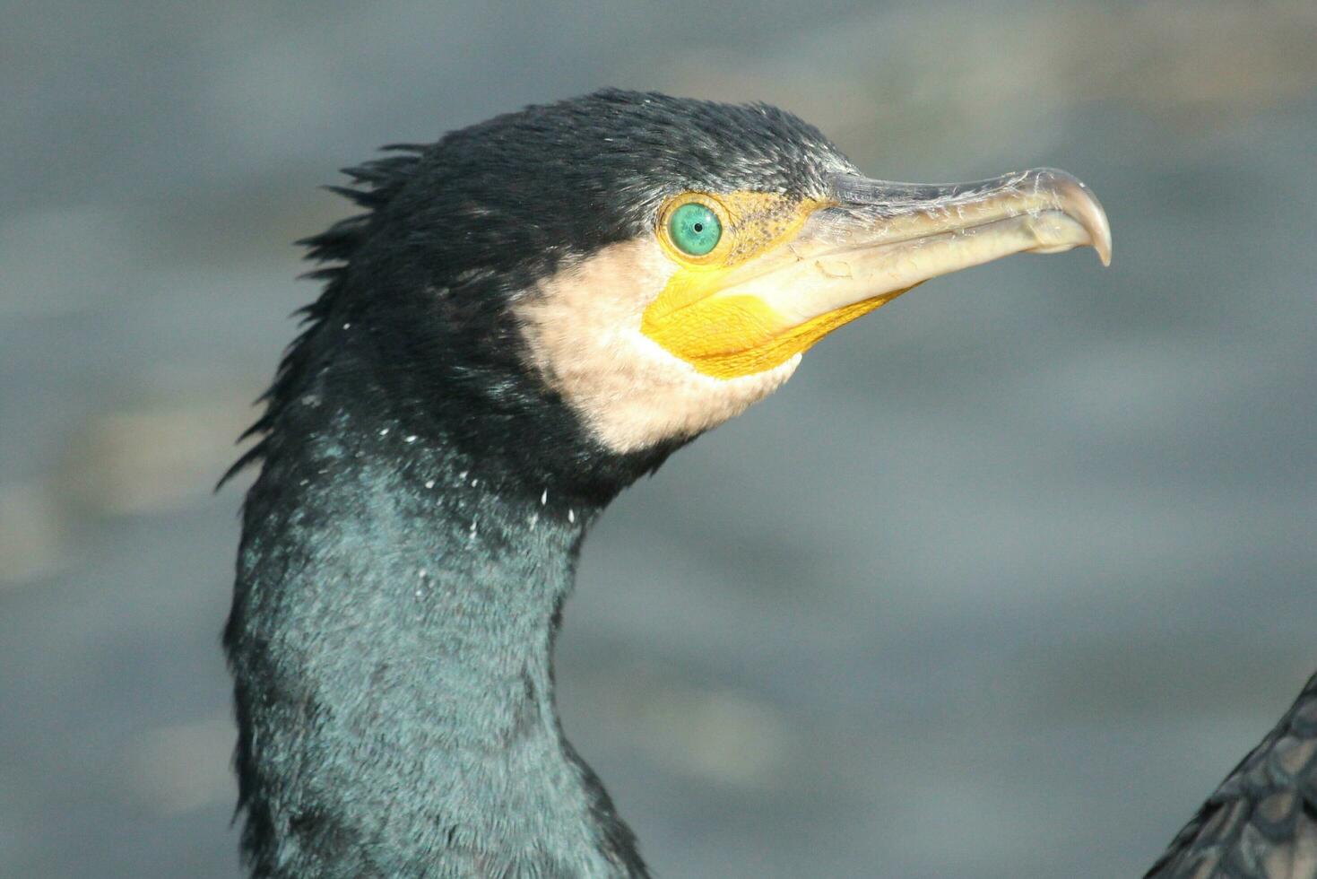 Black Shag Cormorant in New Zealand photo