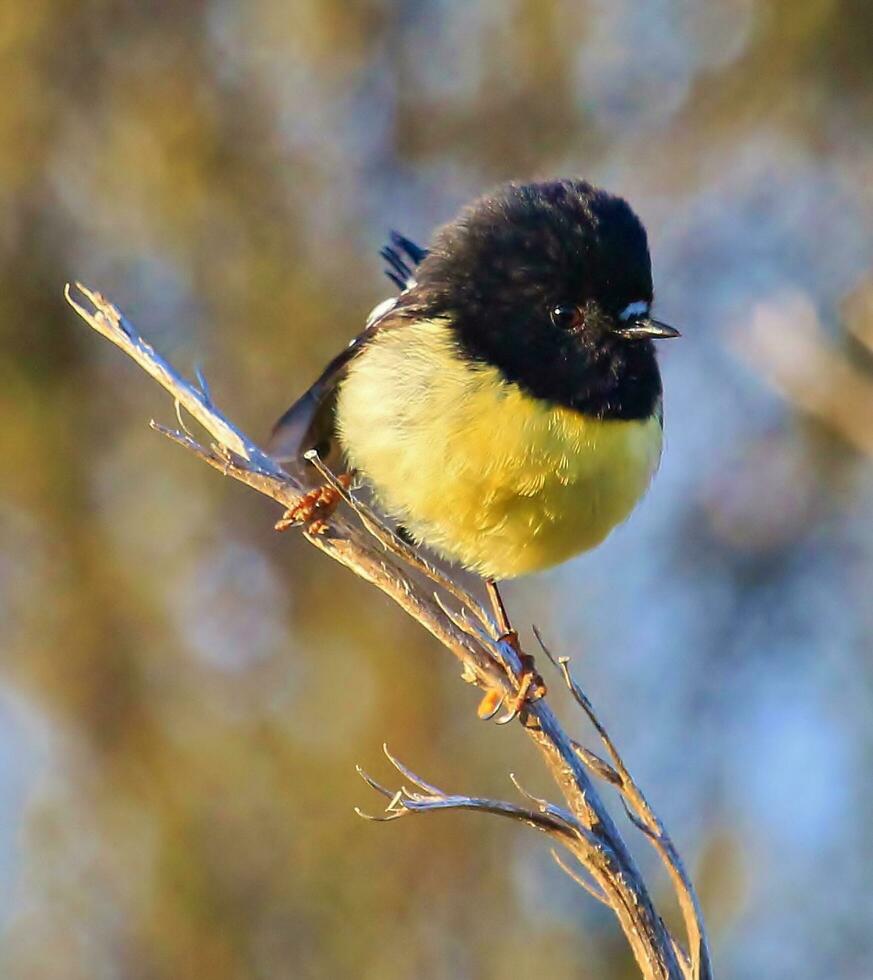 South Island Tomtit photo