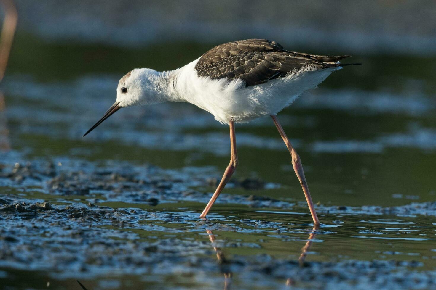 Pied Stilt in Australasia photo