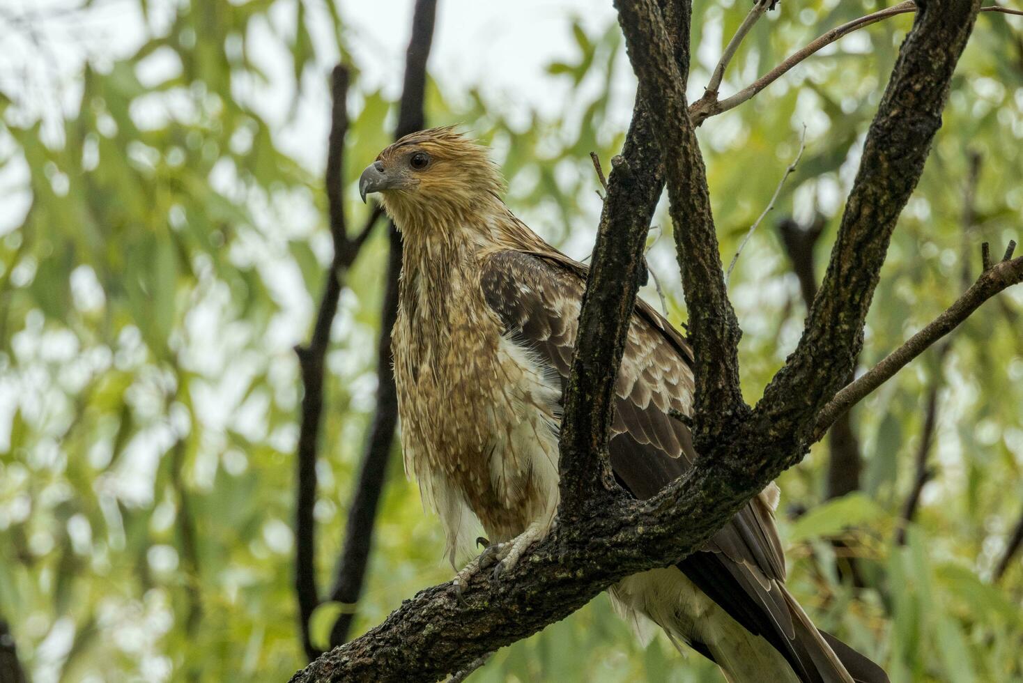 Whistling Kite in Australia photo