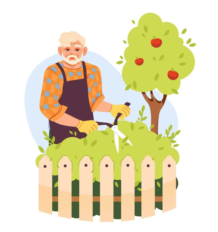 An elderly man is cutting a bush in the garden. Gardener or farmer. Flat vector illustration.