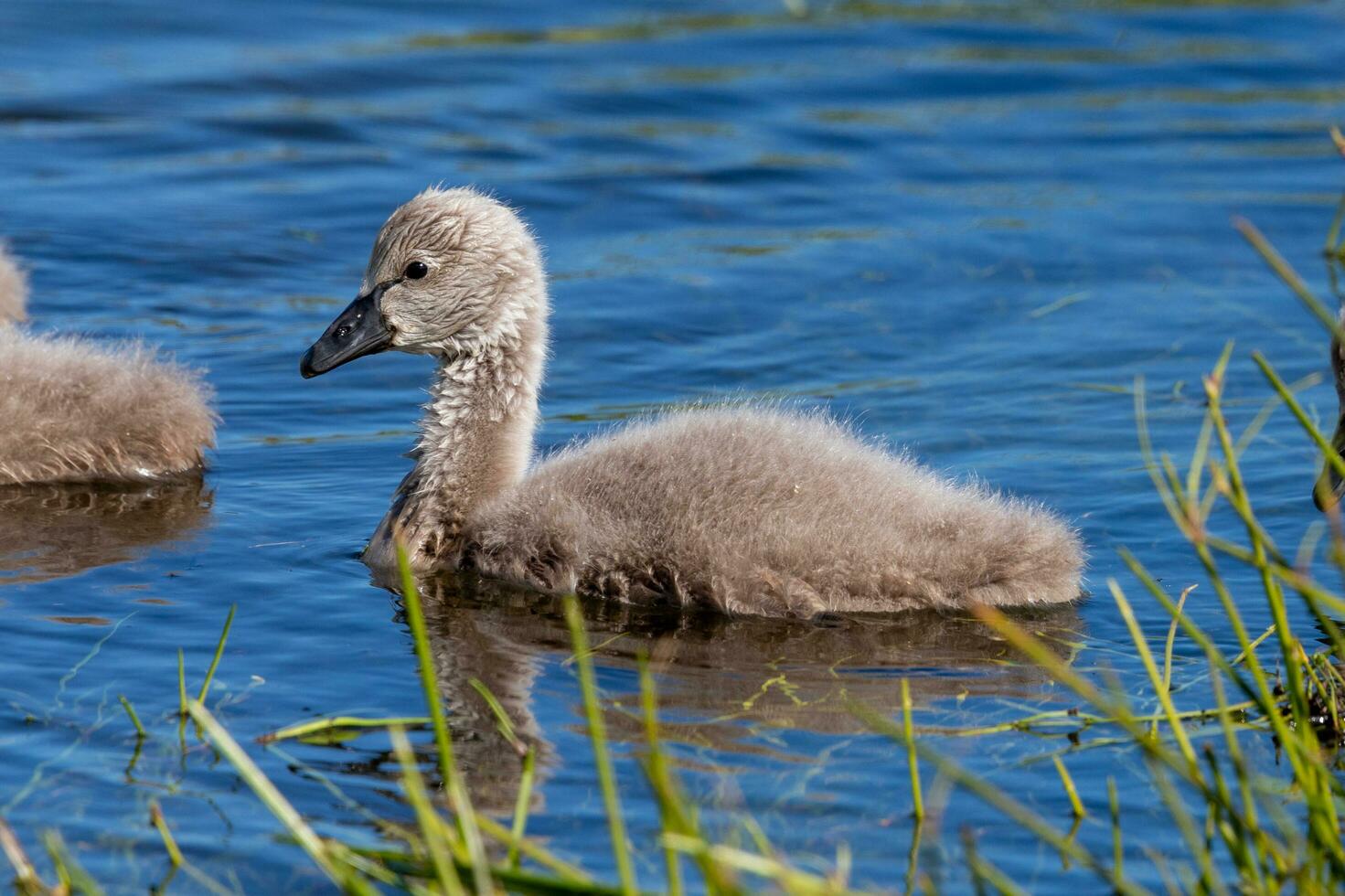 Black Swan in Australasia photo