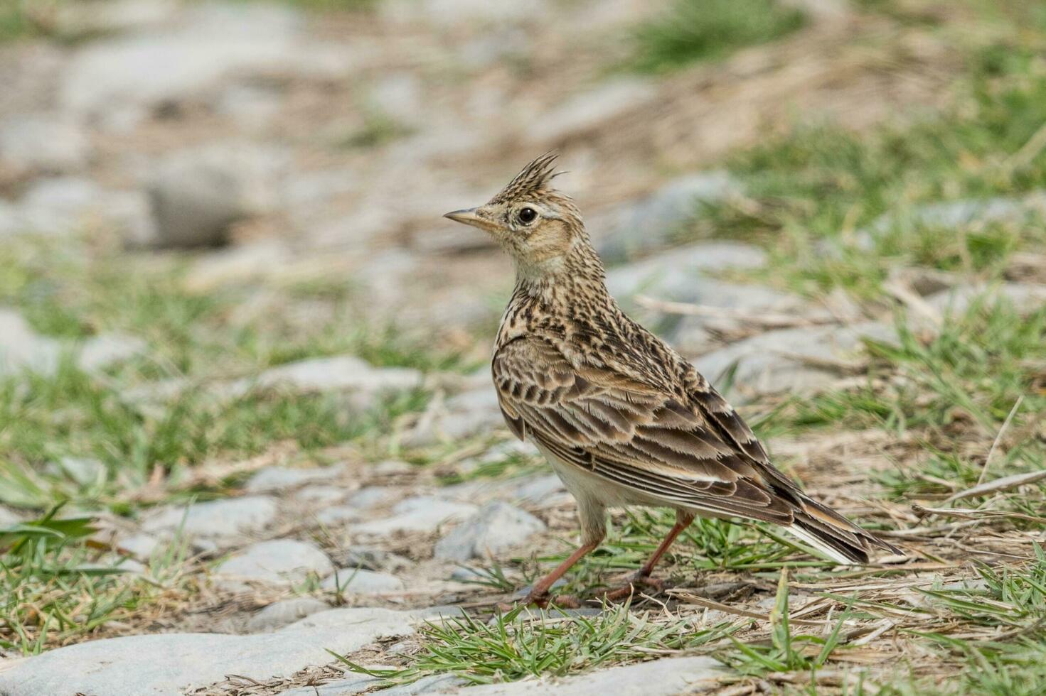 Eurasian Skylark Bird photo
