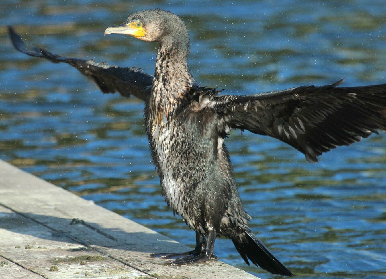 Black Shag Cormorant in New Zealand photo