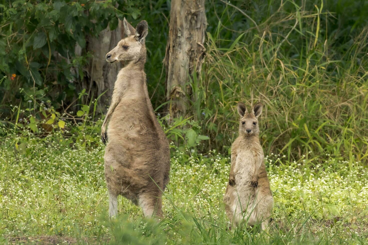 Eastern Grey Kangaroo photo