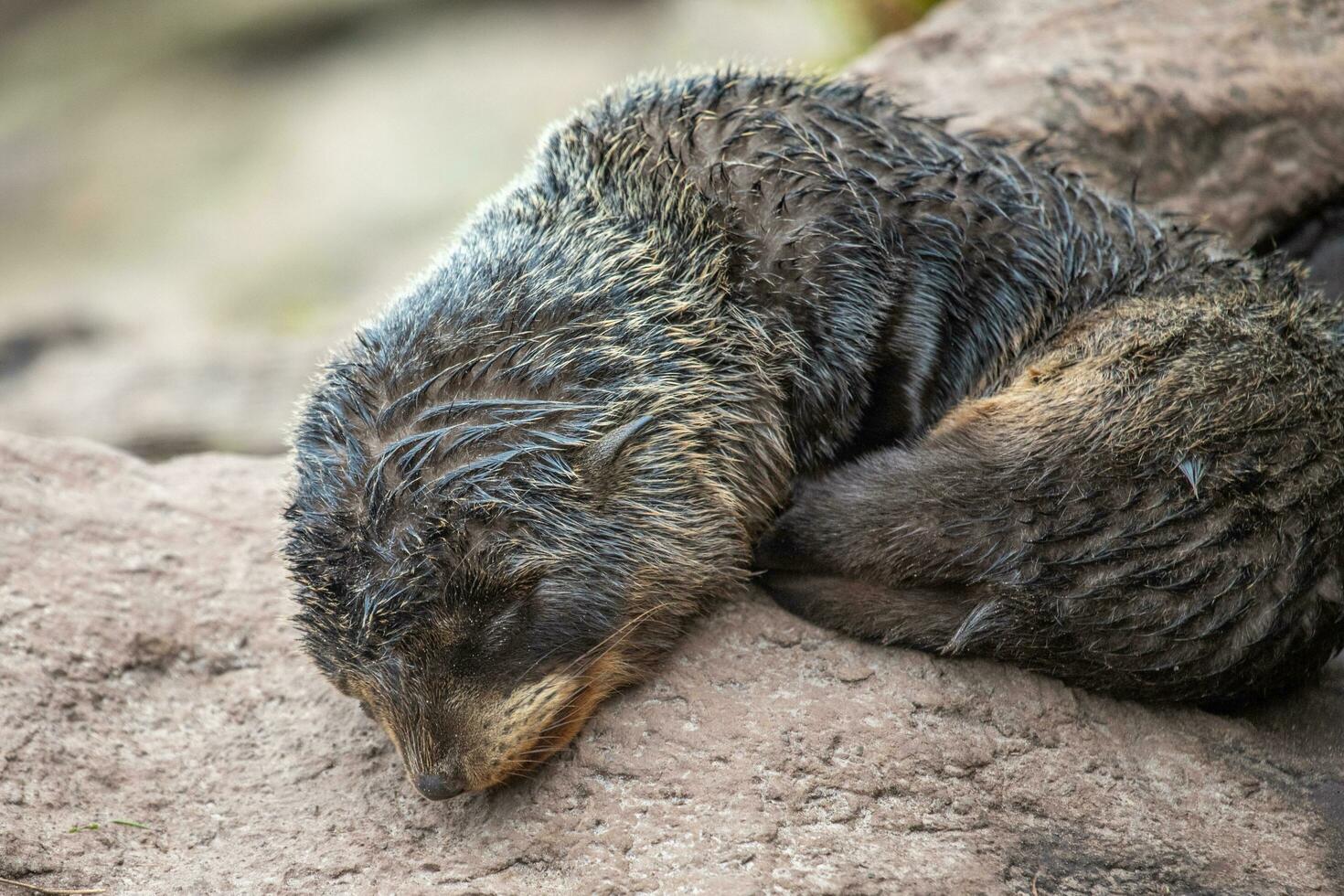 New Zealand Fur Seal photo