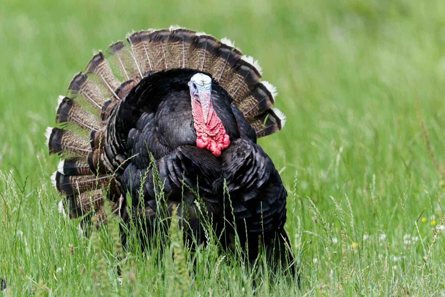 Wild Turkey Bird photo