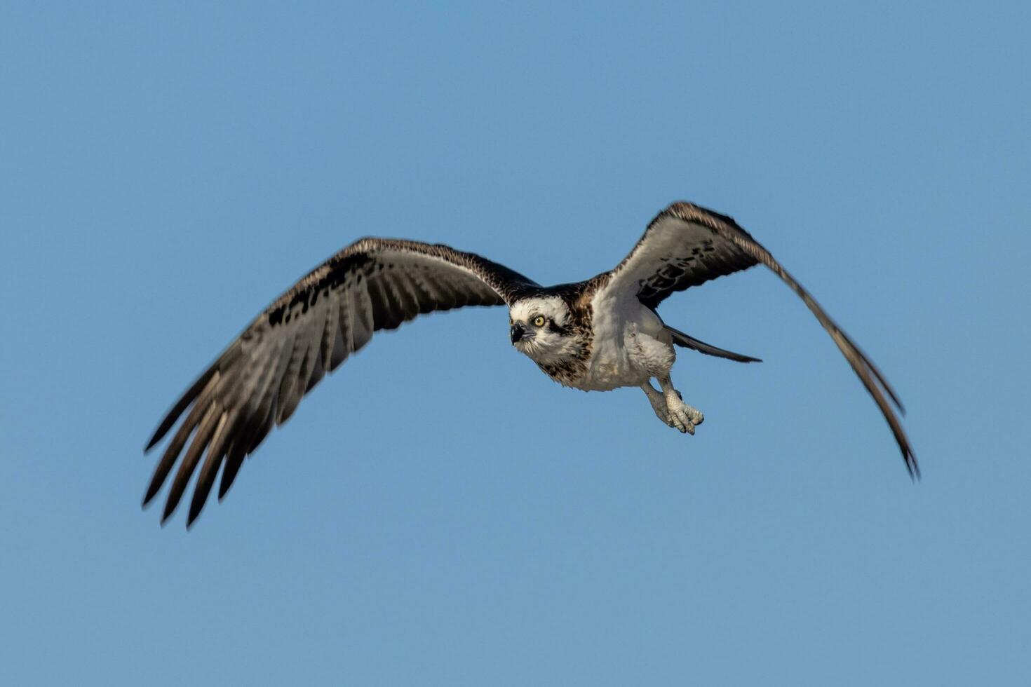 Osprey the Fish Eagle photo