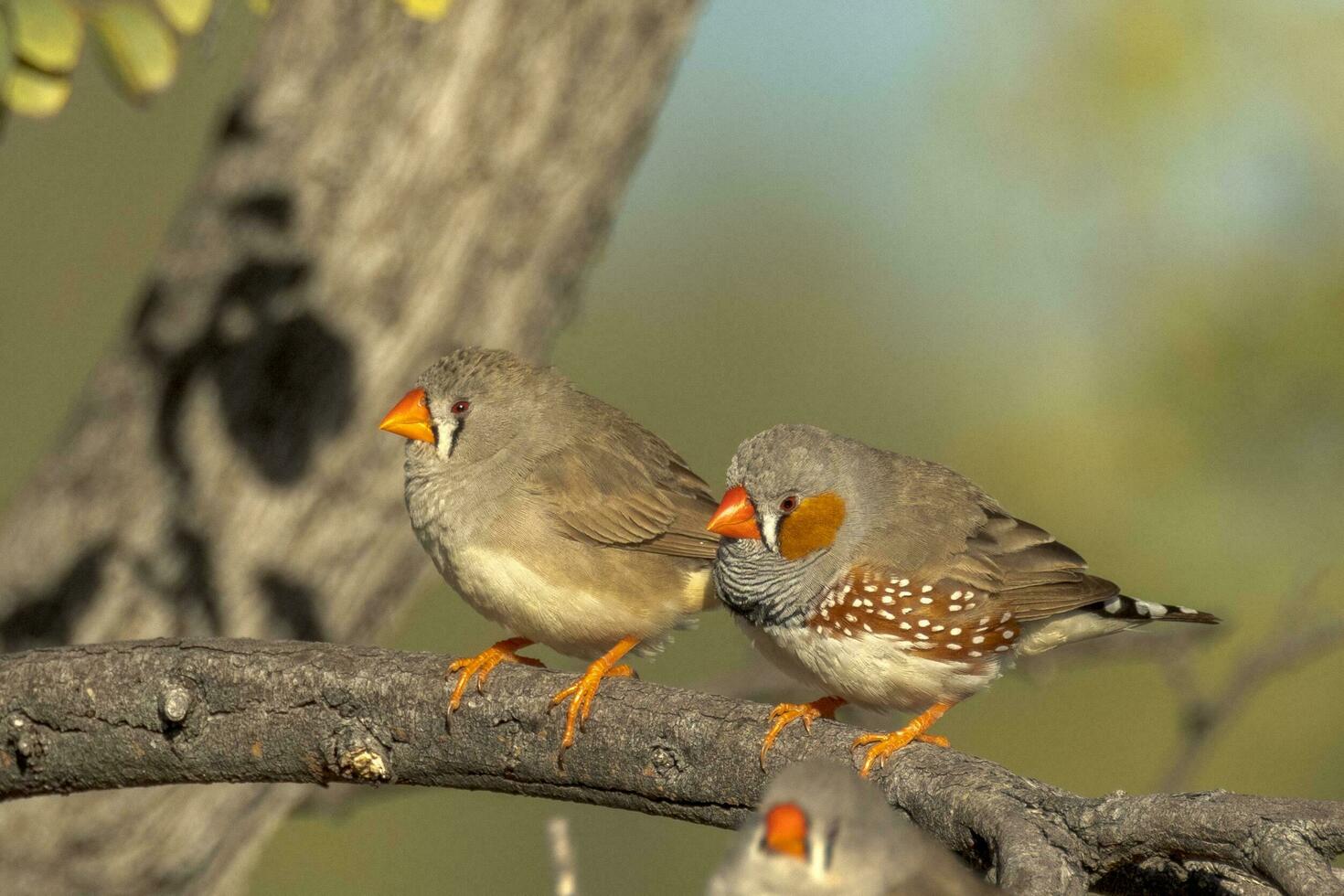 Zebra Finch wild in Australia photo