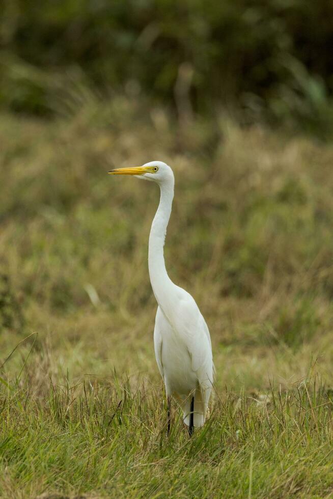 Intermediate Egret in Australia photo