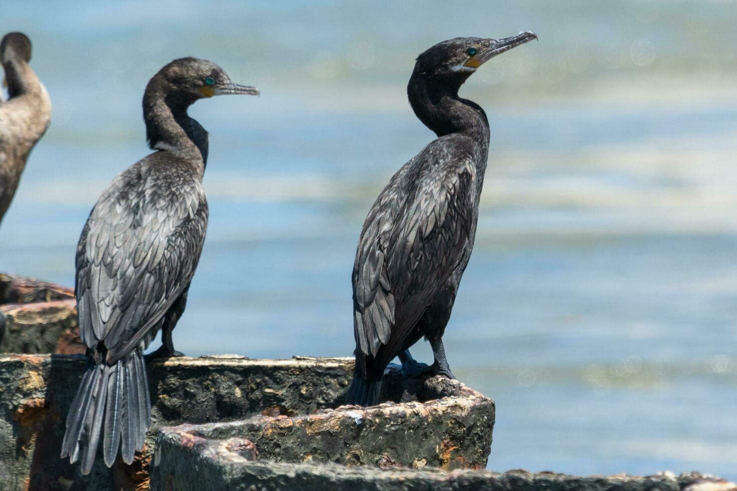 Neotropic Cormorant in USA photo