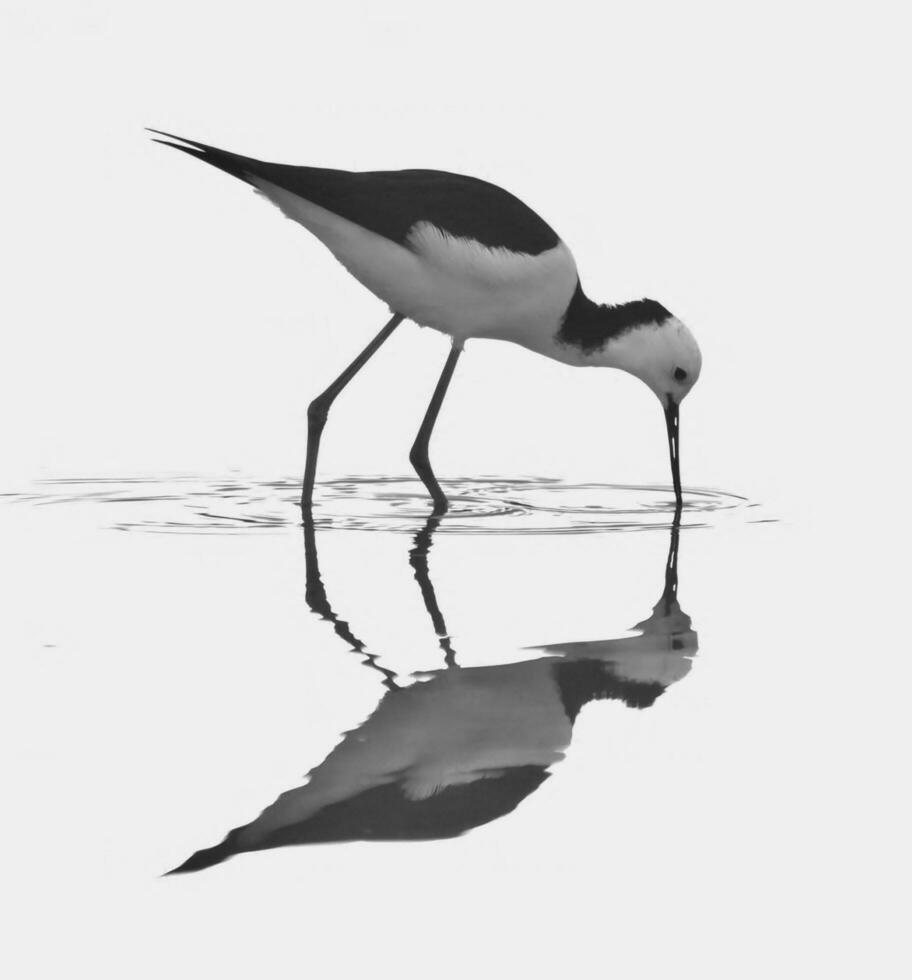 Pied Stilt in Australasia photo