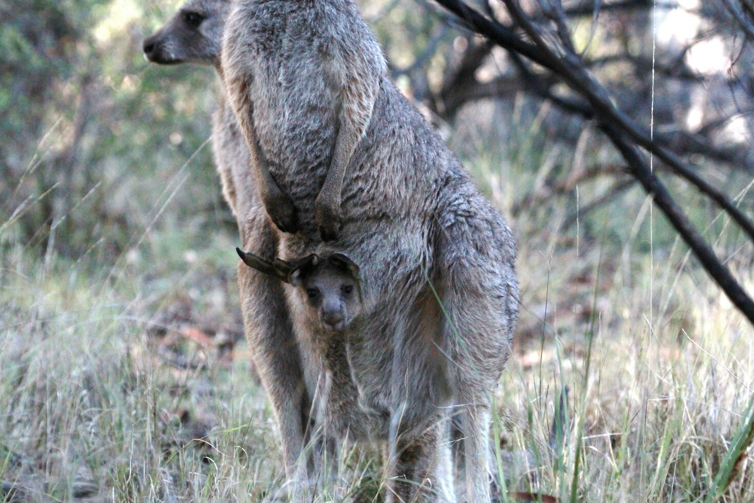 Eastern Grey Kangaroo photo