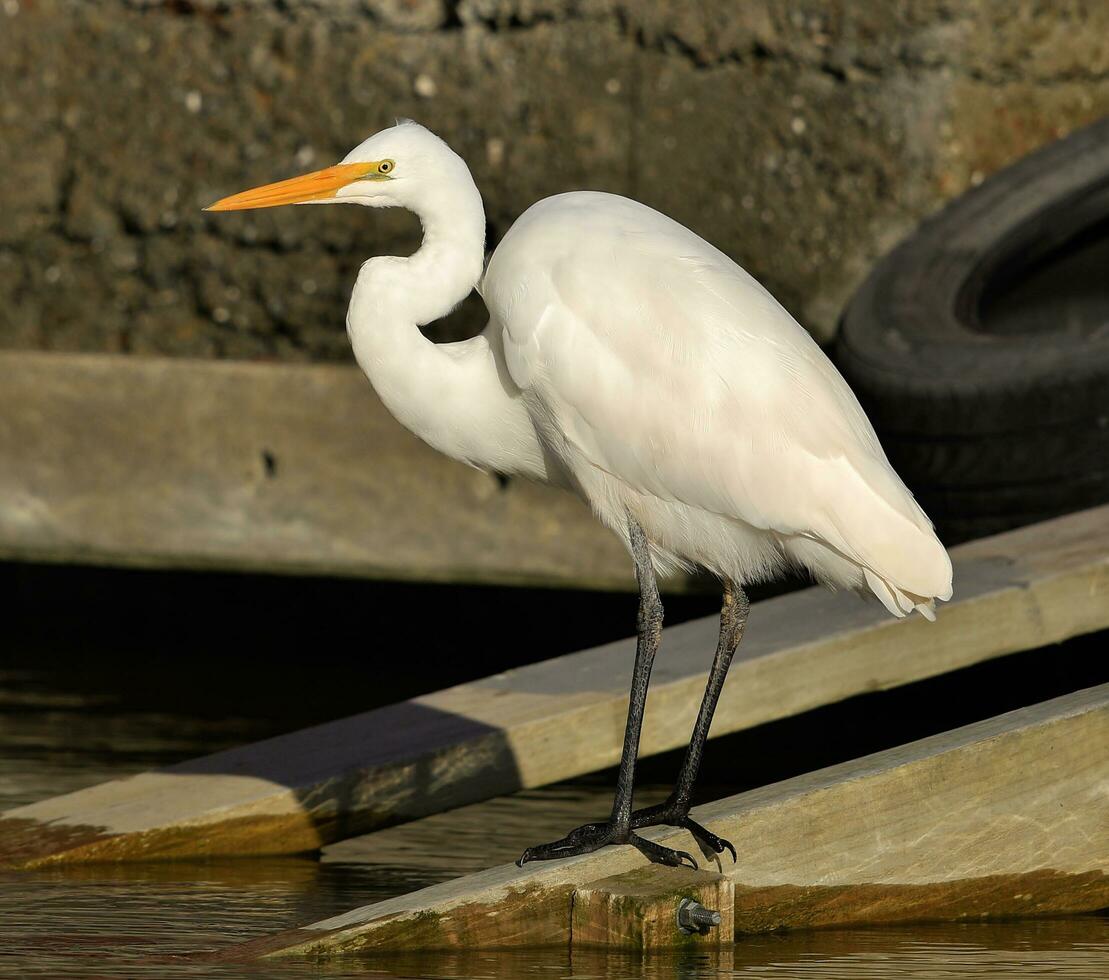 White Heron in New Zealand photo