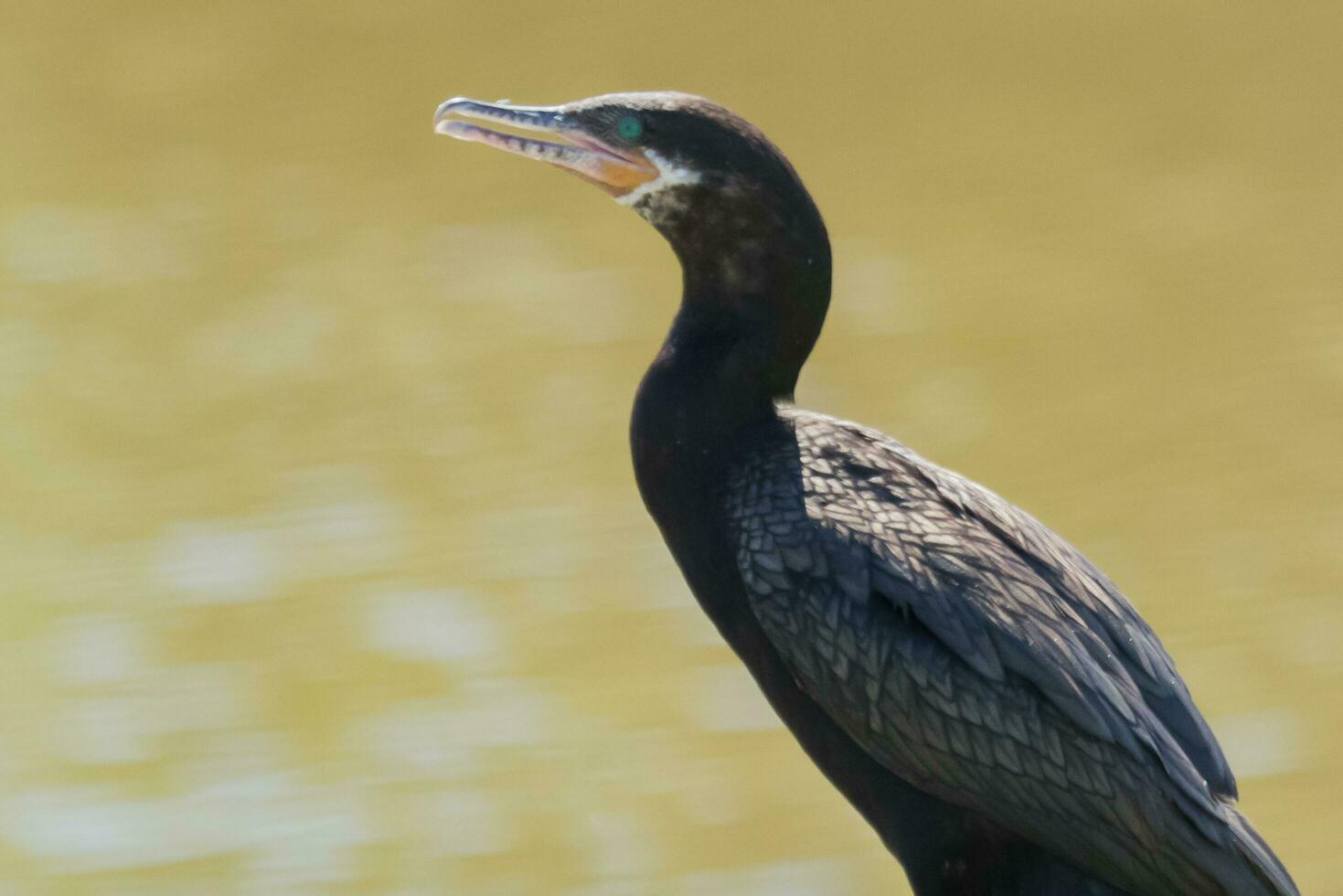 Neotropic Cormorant in USA photo