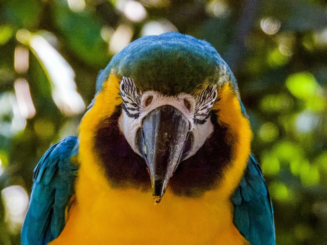 Blue and Gold Macaw photo