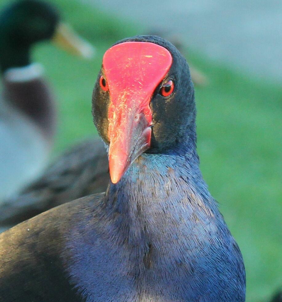 Pukeko Purple Swamphen in New Zealand photo